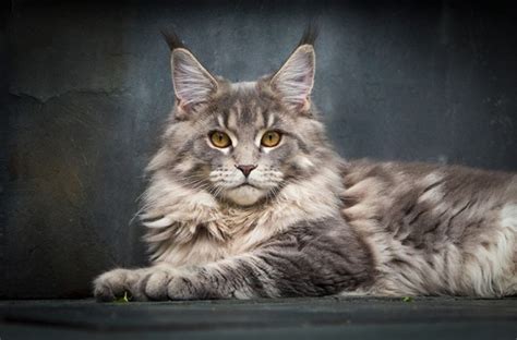 16 Maine Coon Cats That Look Like Majestic Mythical Creatures Meowingtons