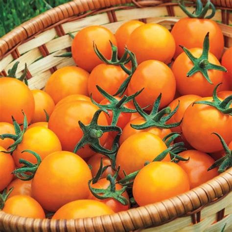 Gurneys Seed And Nursery Co Sungold Hybrid Orange Cherry Tomato Plant