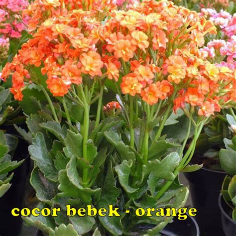 Berikut ini adalah contoh tumbuhan yang berkembang biak dengan tunas yaitu, kecuali … a. Paling Bagus 16+ Gambar Bunga Cocor Bebek - Gambar Bunga HD