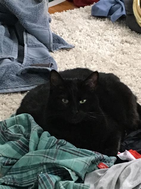 My Favorite Chonker Has Been Gone For Many Months Now But Please Look