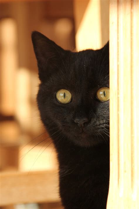 Black Cat Amber Eyes Free Photo On Pixabay Pixabay