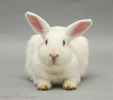 White Rabbit Photo Wp11728