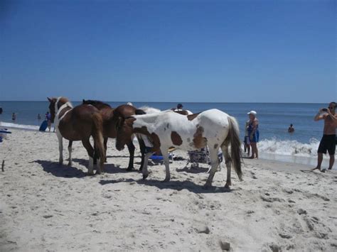 Reasons You Should Visit Assateague Island In Maryland Hubpages