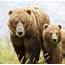 Kodiak Bears Found To Switch Eating Elderberries Instead Of Salmon 