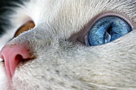 68 Best Images About Heterochromia Cats On Pinterest Cats Different