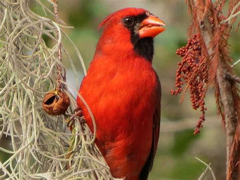 Common brown birds in illinois. Illinois Birds: Pictures And Bird Identification Tips