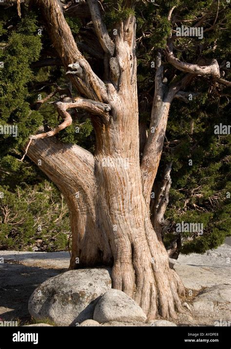 Old And Beautiful Sierra Juniper Or Western Juniper Juniperus