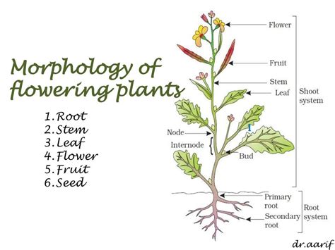 Morphology Of Flowering Plants I Root Stem And Leaf Morphology