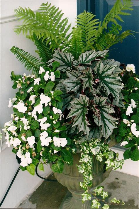 Ferns Impatiens Begonia And Ivy Wonderful Shade Urn