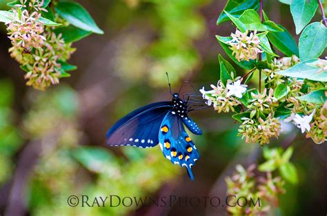 Ellis County Texas Photos Butterfly Black