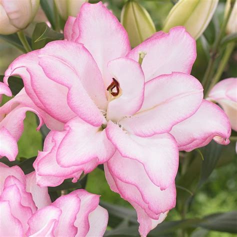 Buy Lily Bulb Lilium Roselily Anouska Dl111067 Pbr Delivery By