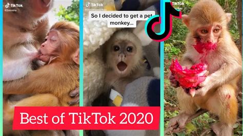 Baby Monkey Tiktoks To Cure Boredom Tiktok Compilation 2020 Youtube