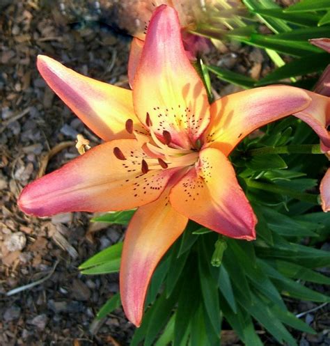 Photo Of The Bloom Of Lily Lilium Royal Sunset Posted By Pirl