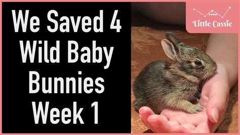 Saving Wild Baby Bunnies Week 1 Feeding And Taking Care Of Cottontail