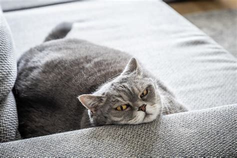 Fat British Cat Lies On The Couch And Takes Stock Image Image Of Face