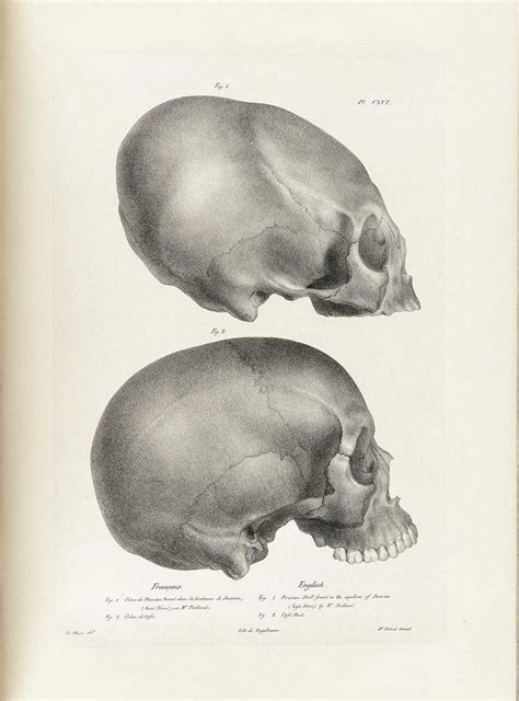 Two Views Of The Same Human Skull From Different Angles