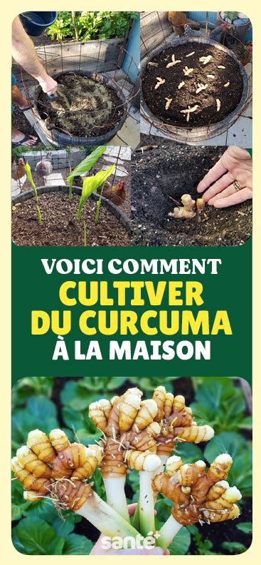 Astuce Pour Cultiver Du Curcuma Chez Soi Curcuma Cultiver Faire Pousser Du Gingembre