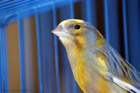 Canary Free Stock Photo Public Domain Pictures