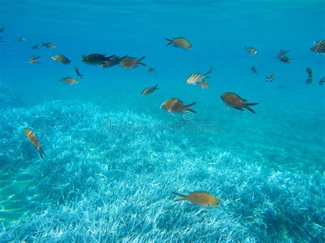 Underwater Life Water Plants In Kolona Double Bay Kythnos Island
