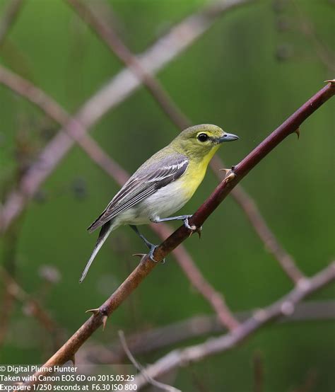 Hunting Digital Plumes In The Us And Beyond Yellow Throated Vireo And