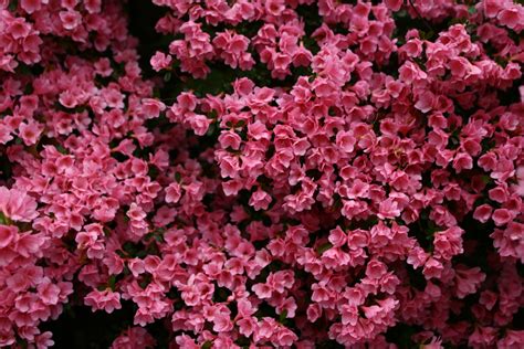 Beautiful Pink Spring Flowers Flowers Free Nature Pictures By