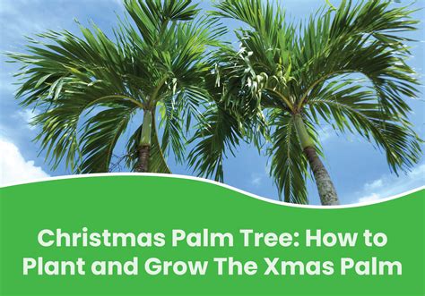 Christmas Palm Tree Plant And Grow The Xmas Palm Everglades Farm