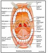 Floor Of Mouth Anatomy