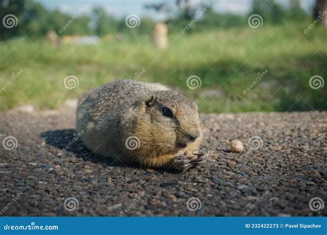 Funny Gopher In The Park Stock Image Image Of Mammal 232422273