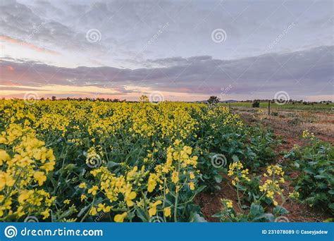 Canola Field In Full Bloom Under Vibrant Sunset Sky Stock Image Image