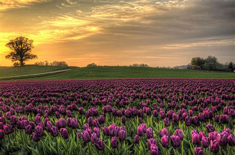 Colors Field Of Tulips At Vesterborg Denmark Tulip Colorful