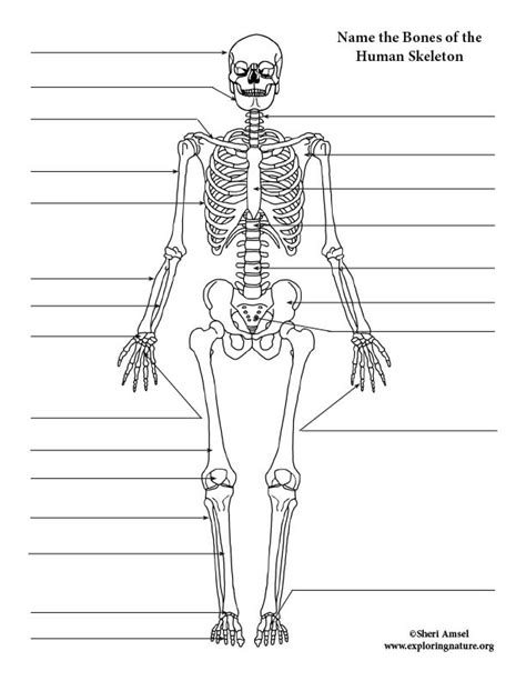 Human Skeleton Diagram With Labels