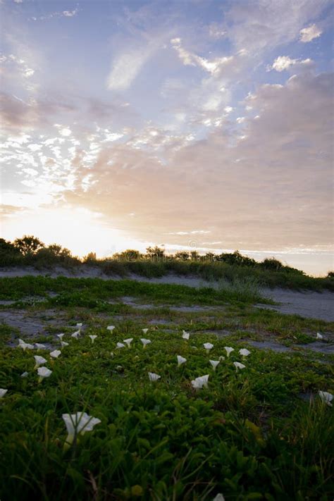 Sunrise Flowers On Beach Stock Image Image Of Flowers 254568515