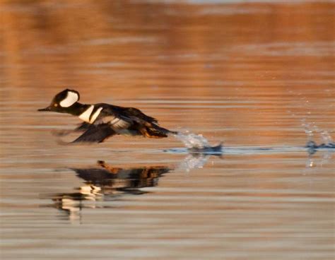 Hooded Merganser Missouri Department Of Conservation