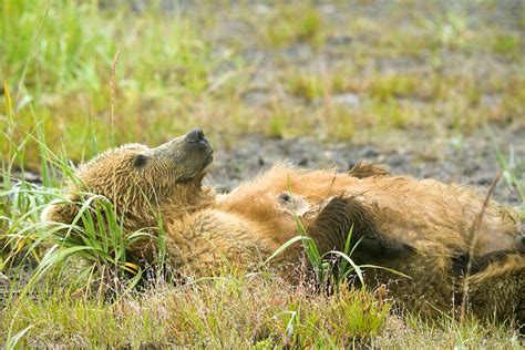 Nursing Grizzly Bear Lying Down Awaiting Cub Lake Clark National Park