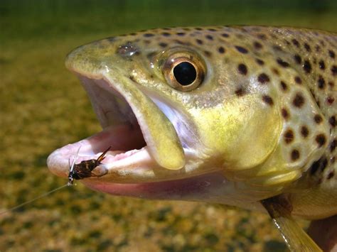 Best Brown Trout Flies A Guide To Productive Brown Trout Patterns