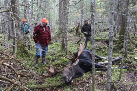 Maine Moose Hunts Tylor Kelly Camps