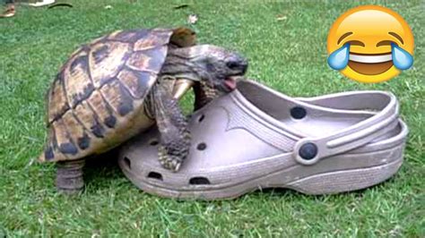 Funniest Turtles Cute And Funny Turtle Tortoise Videos Compilation Best Of 🐢 Youtube