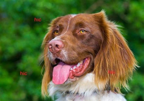 Hiccups can be brought on by eating or drinking too fast and swallowing too much air, she says. Do Dogs Get Hiccups: What Triggers Hiccups in Dogs And How ...