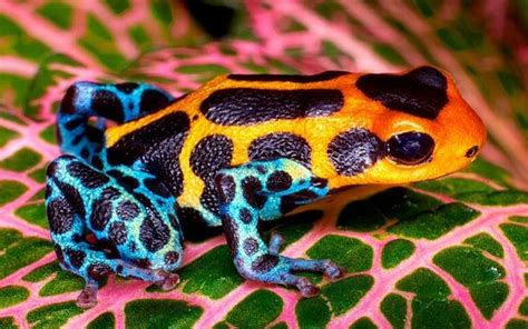 Poison Dart Frogs Pet Frogs Amphibians