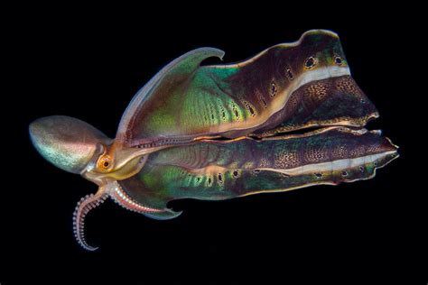 Blanket Octopus Philippines Photo By Katherine Lu R