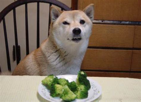 Can Dogs Eat Broccoli — Doggy Talent Everything About Dog Behaviour