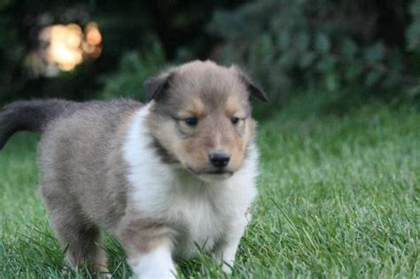Purebred Rough Collie Puppies Lassie Only 2 Left For Sale In