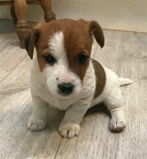 Cute Mini Jack Russell Puppies For Sale Near Me Image Codepromos