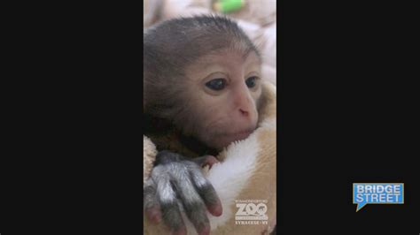 Bridge Street Patas Monkey At Rosamond Ford Zoo 162022 Wsyr