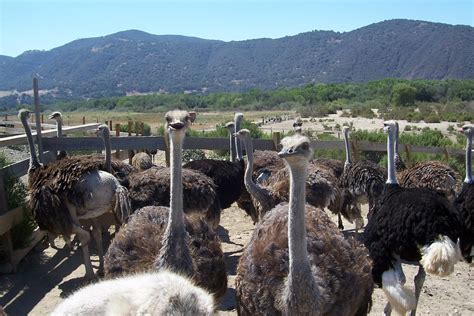 Ostrich Land Buellton All You Need To Know Before You Go