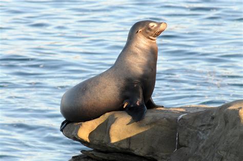 Californian Sea Lion Zalophus Californianus San Diego La Jolla