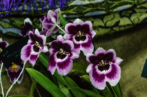 Diferentes Tipos De Orquídeas E Imágenes Para Reconocerlas Tipos De