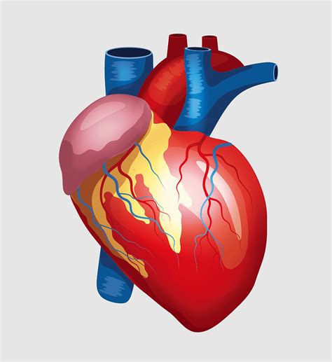 Medical Anatomy Heart Blood Vessels Venous Blood Cerebrovascular