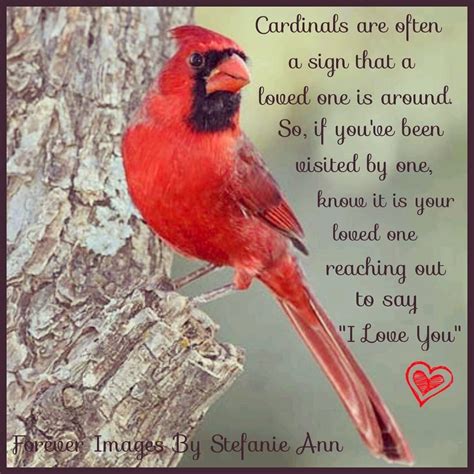 ¿qué Simboliza Un Pájaro Cardinal