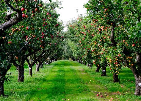 11 Most Popular Fruit Trees And Their Benefits My Decorative